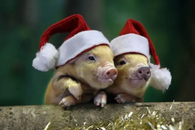 How to Have a Cruelty-Free Christmas