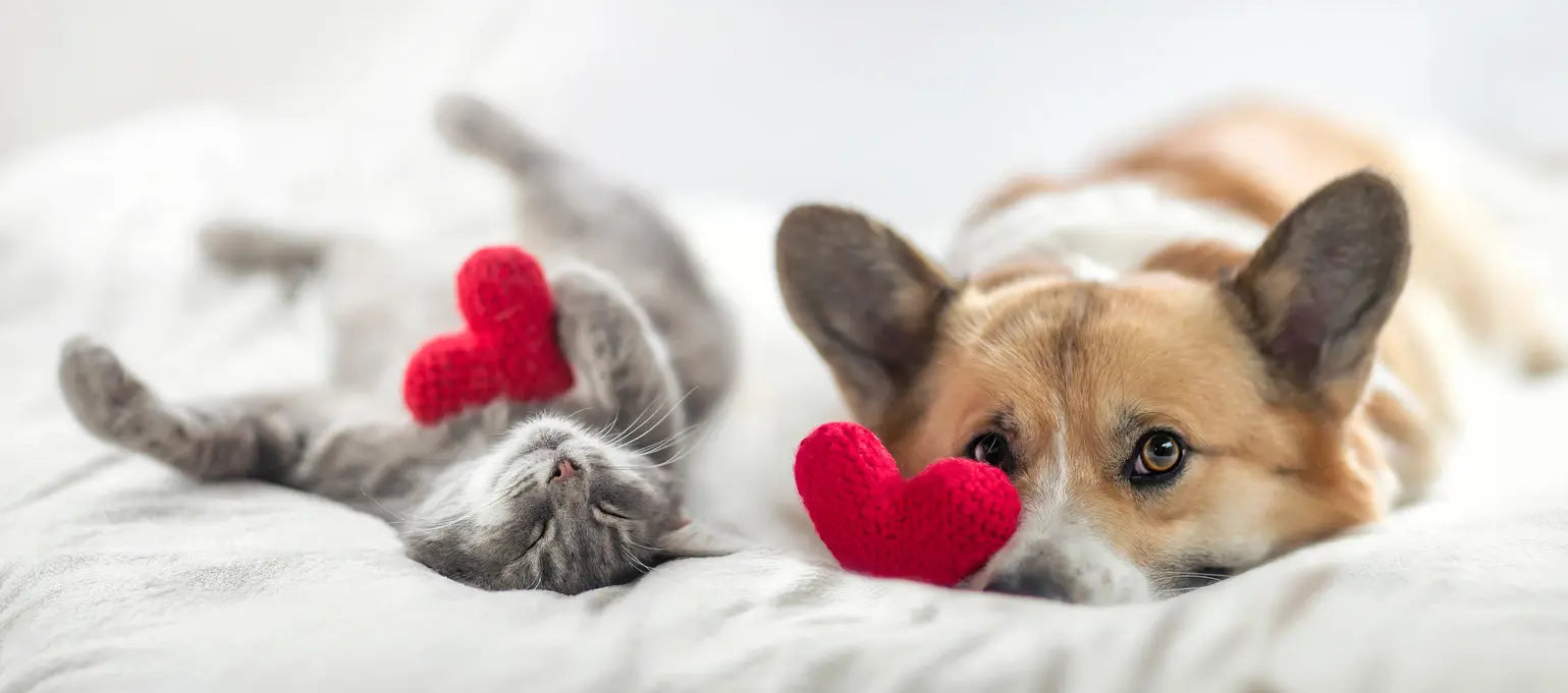 Compassionate Ways to Celebrate Valentine's Day